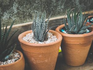 flowerpots 1852912 1280